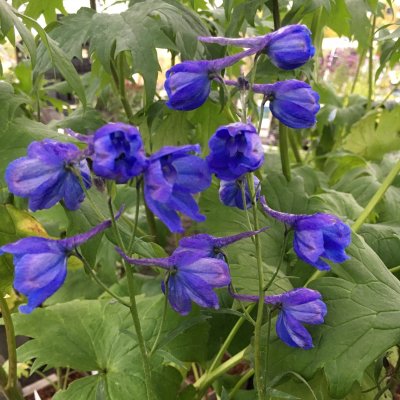 Delphinium Belladonna Bellamosum, Praktriddarsporre