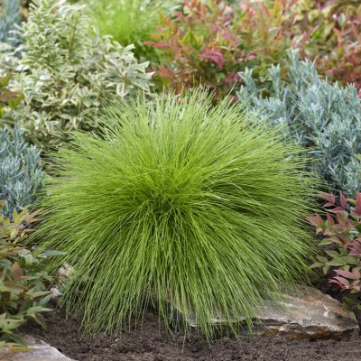 Deschampsia flexuosa