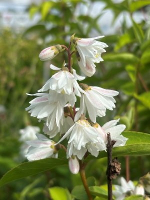 Deutzia x lemoinei, Deutzia