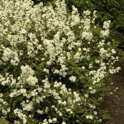 Deutzia x lemoinei, Deutzia
