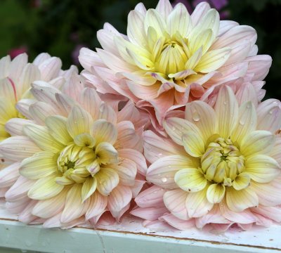 Dahlia Dekorativ Diana's Memory 1st