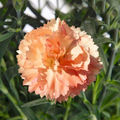Dianthus SuperTrouper ™ Sorbet