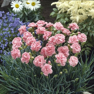 Dianthus allwoodii Helen, Nejlika