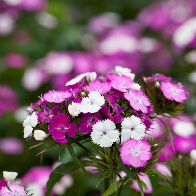 Dianthus barbatus Dash Magician, Borstnejlika, P9cm