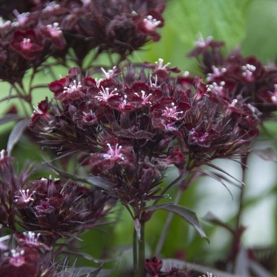 Dianthus barbatus Monksilver Black, Borstnejlika