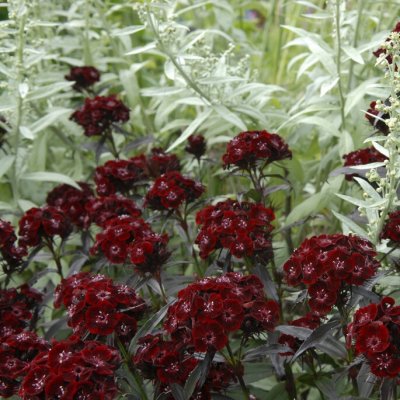 Dianthus barbatus Nigricans, Borstnejlika