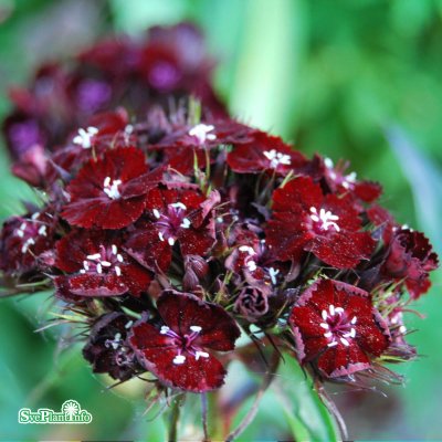 Dianthus barbatus Soothie, Borstnejlika, C11cm