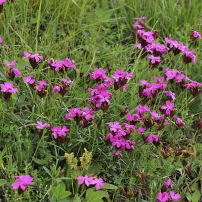 Dianthus carthusianorum, Brödnejlika