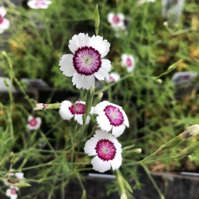 Dianthus deltoides Arctic Fire, Backnejlika