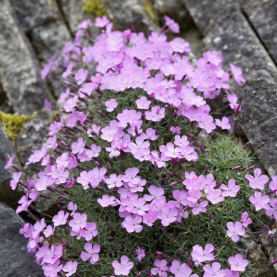 Dianthus gratianopolitanus Dinetta Soft Pink, Bergnejlika