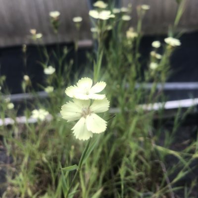 Dianthus knappii, Svavelnejlika