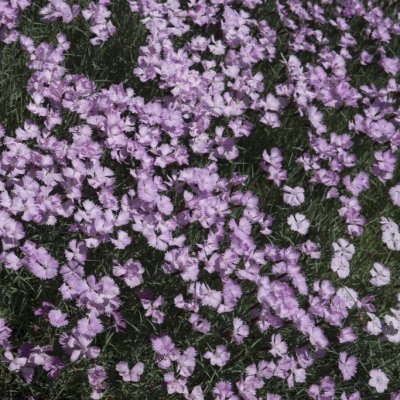 Dianthus plumarius Duchess of Fife, Fjädernejlika