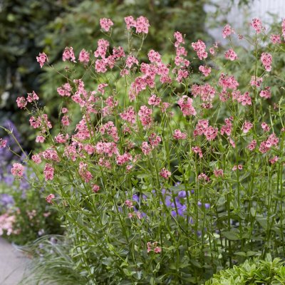 Diascia personata Hopley´s