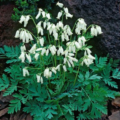 Dicentra eximia Alba, Furirhjärta, P11cm