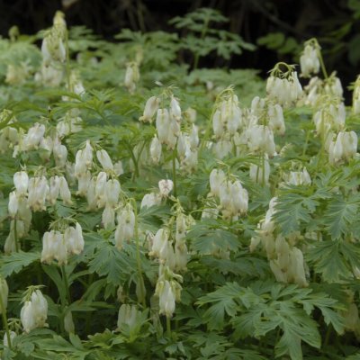 Dicentra formosa Alba, Fänrikshjärta