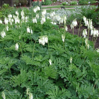 Dicentra formosa Aurora, Stort Fänrikshjärta, C11cm