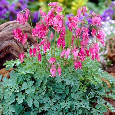 Dicentra rokujo King of Hearts ®, Rokujohjärta, barrot 1st
