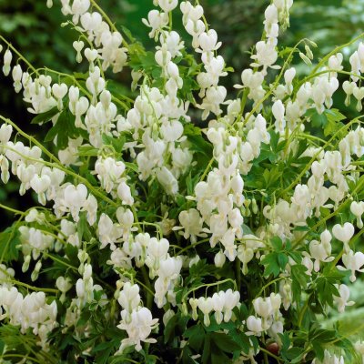 Löjtnantshjärta Lamprocapnos spectabilis Alba 1st