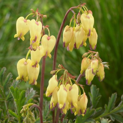 Dicentra rokujo Sulphur Hearts ®, Rokujohjärta, P11cm