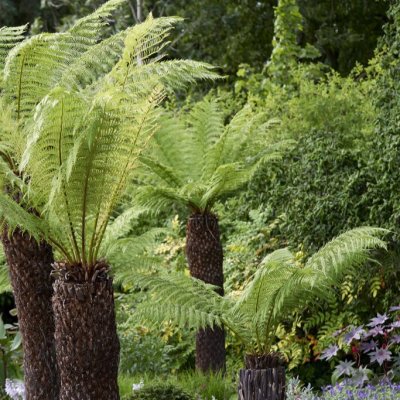 Dicksonia antarctica, Trädormbunke