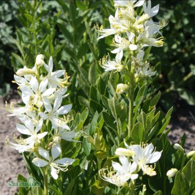 Dictamnus albus Albiflorus, Moses brinnande buske, P9cm