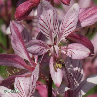 Dictamnus albus, Moses brinnande buske, P9cm