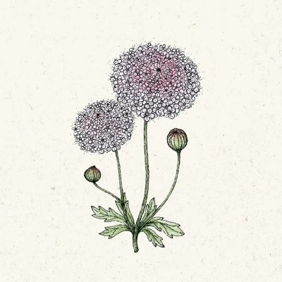 Blåparasoll, Lace Pink