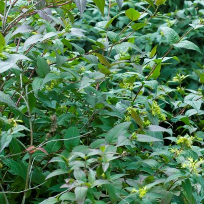 Diervilla sessilifolia, Kantgetris, 40-50 C3