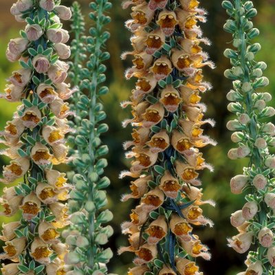 Digitalis ferruginea Gigantea, Brun Fingerborgsblomma, C11cm