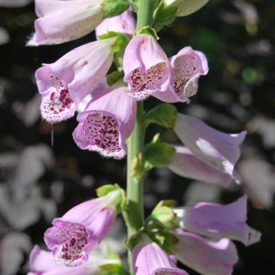 Digitalis purpurea Rosa, Fingerborgsblomma, C11cm