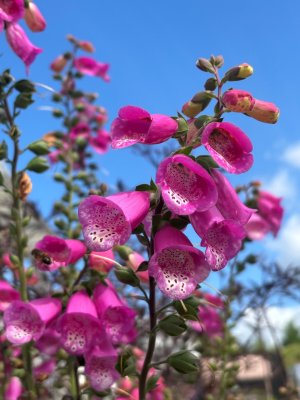 Digitalis purpurea Pink Panther