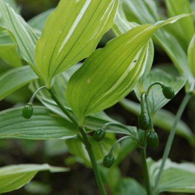 Disporum sessile Variegatum, Japansk Ferams, P9cm