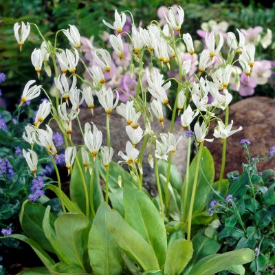 Dodecatheon meadia Album, Tolvgudablomma, P9cm