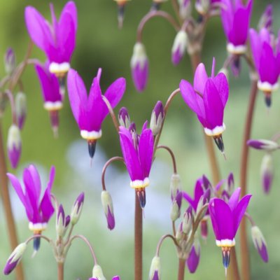 Dodecatheon pulchellum Red Wings, Liten Tolvgudablomma