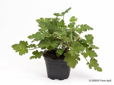 Doftpelargon, kruka, Attar of Roses