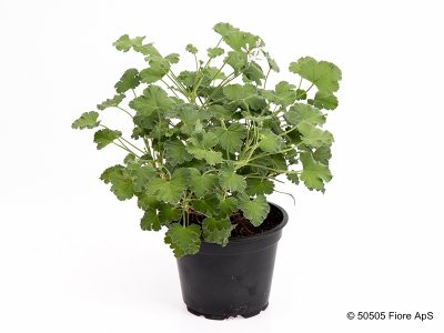 Doftpelargon, kruka, fragrans