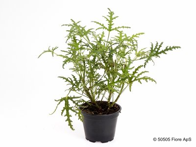 Doftpelargon, kruka, Pine