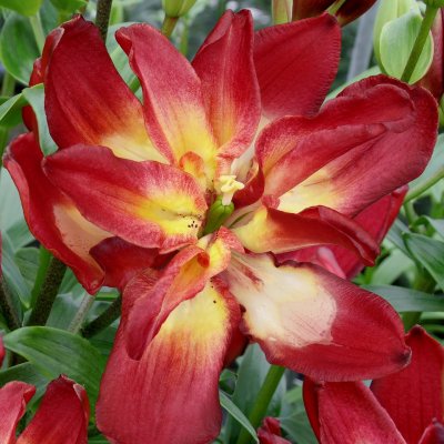 Asiatisk Lilja Double Sensation 3st