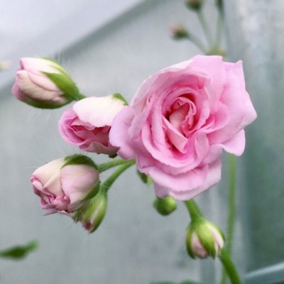 Häng-Rosenpelargon Rococo, kruka