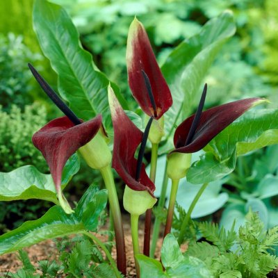 Drakkalla Dracunculus vulgaris 1st
