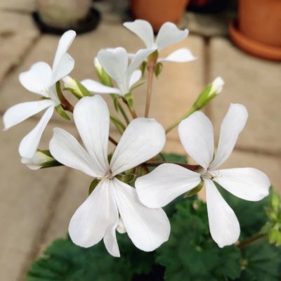 Dvärgpelargon Dresden White, kruka