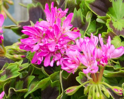 Stjärnpelargon, kruka, Dr Magnusson