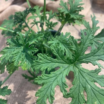 Doftpelargon Doktor Westerlund