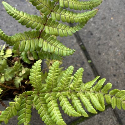 Dryopteris championii