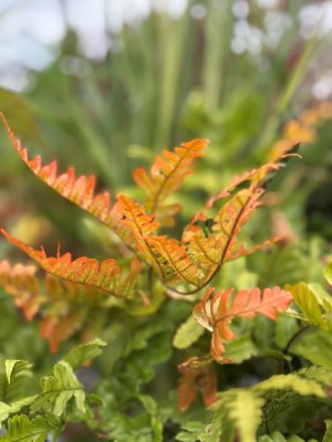 Dryopteris erythrosora, Blodbräken