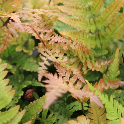 Dryopteris erythrosora, Blodbräken