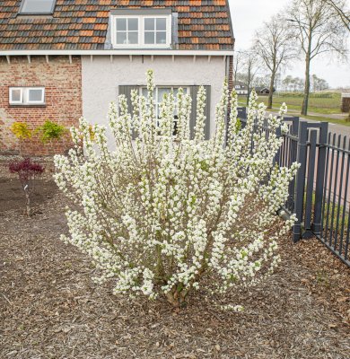 Exochorda x macrantha Magical Springtime ®