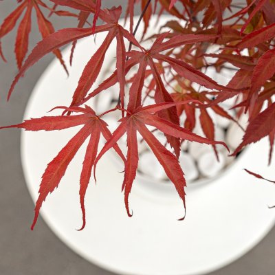 Acer palmatum Pevé Dave