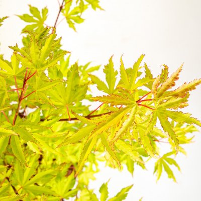 Acer palmatum Anne Irene ®