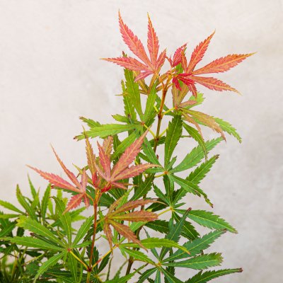 Acer palmatum Jerre Schwartz